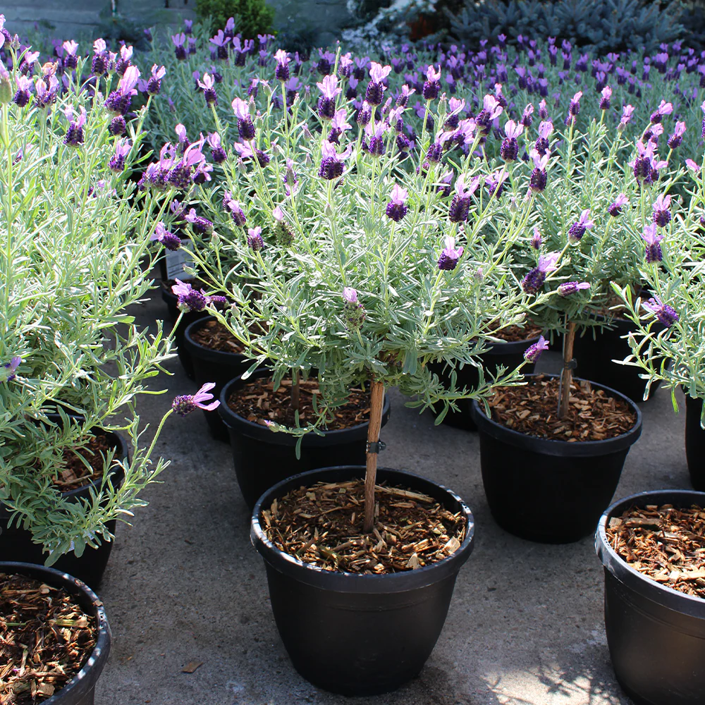 Nouveautés (Plantes d'intérieur)