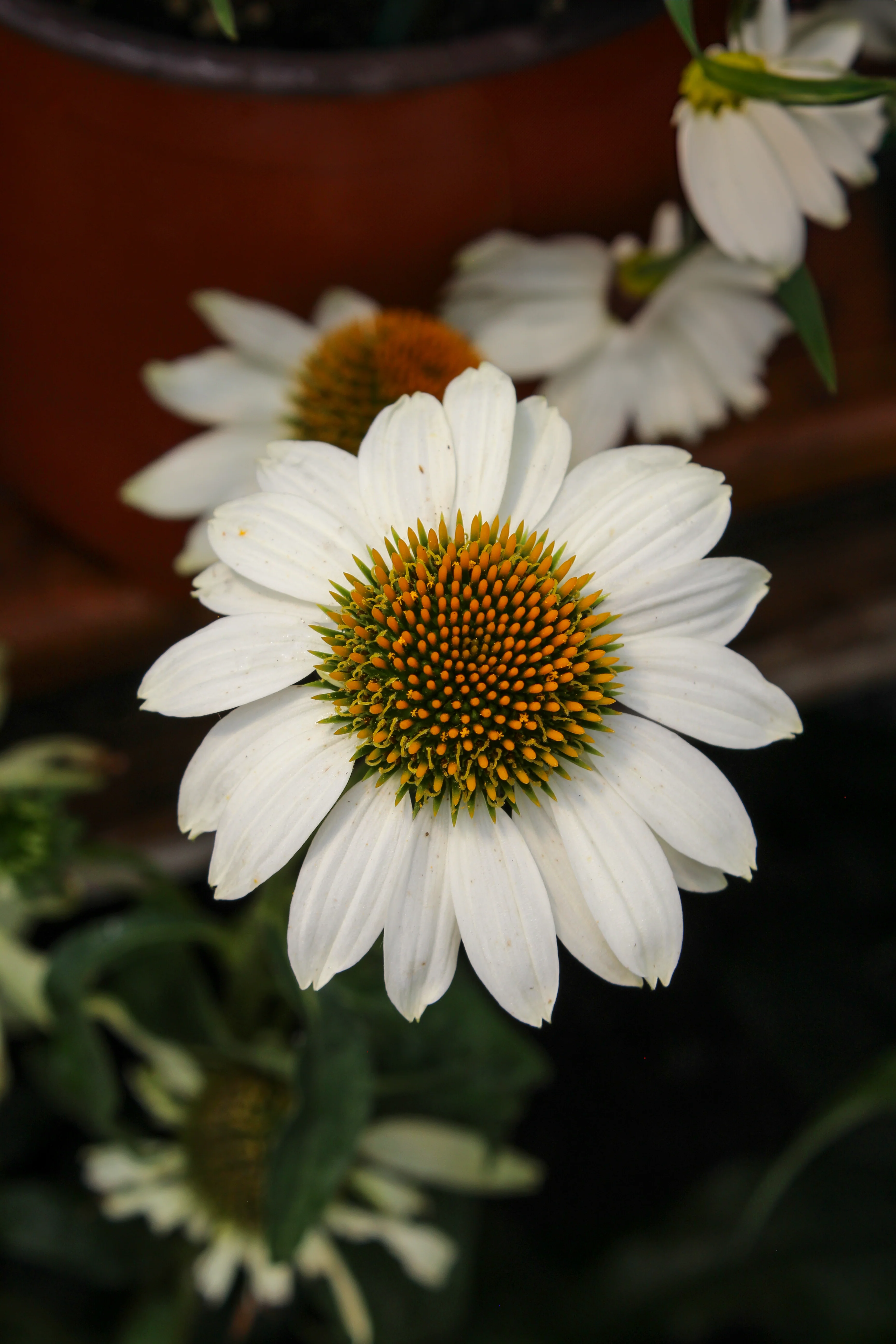 Miniature 1