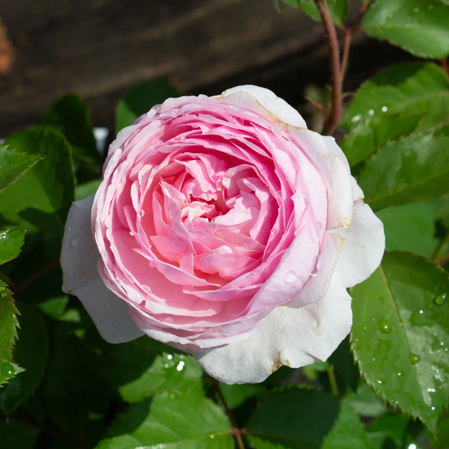 Miniature 2