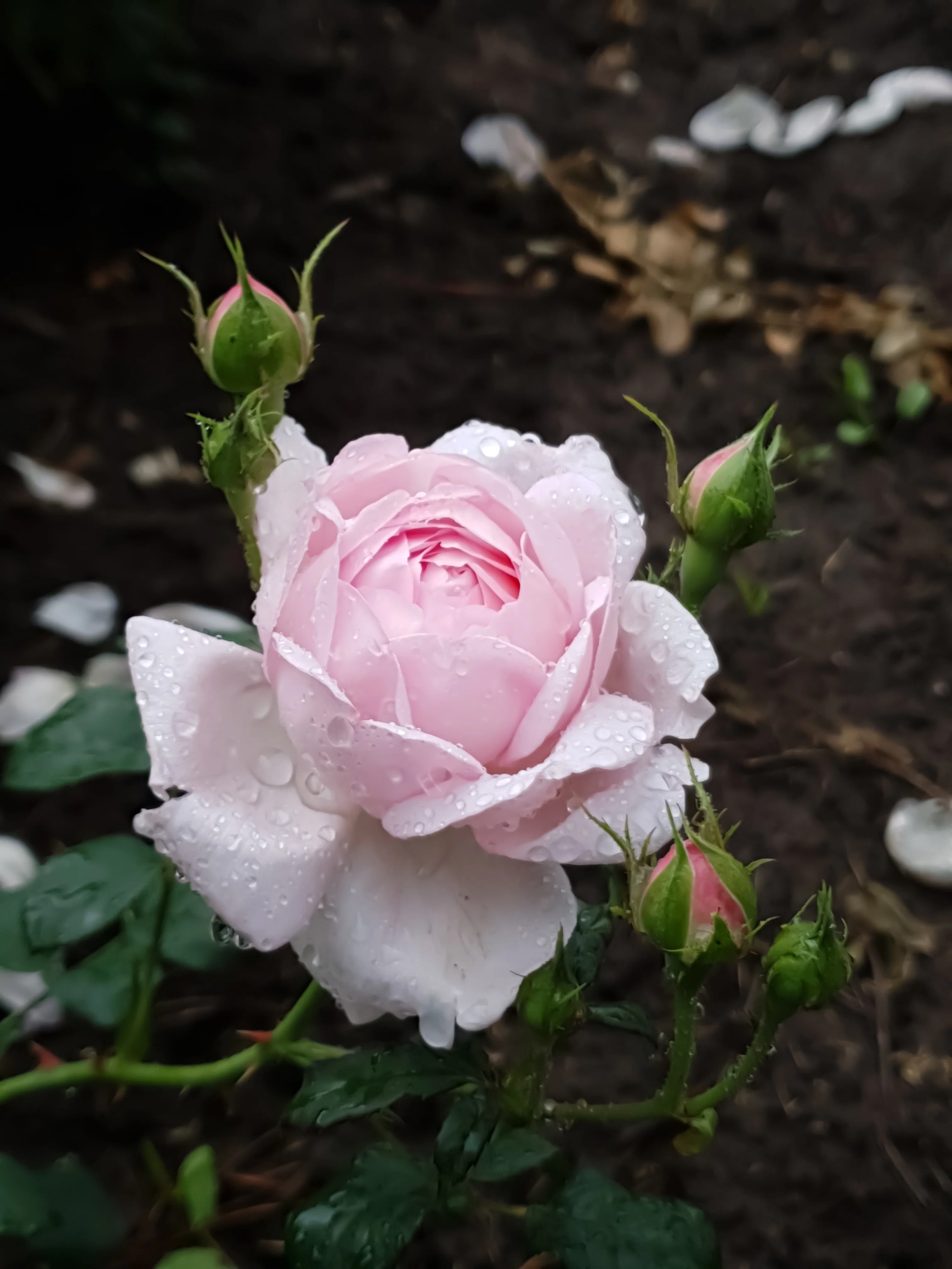 Miniature 2