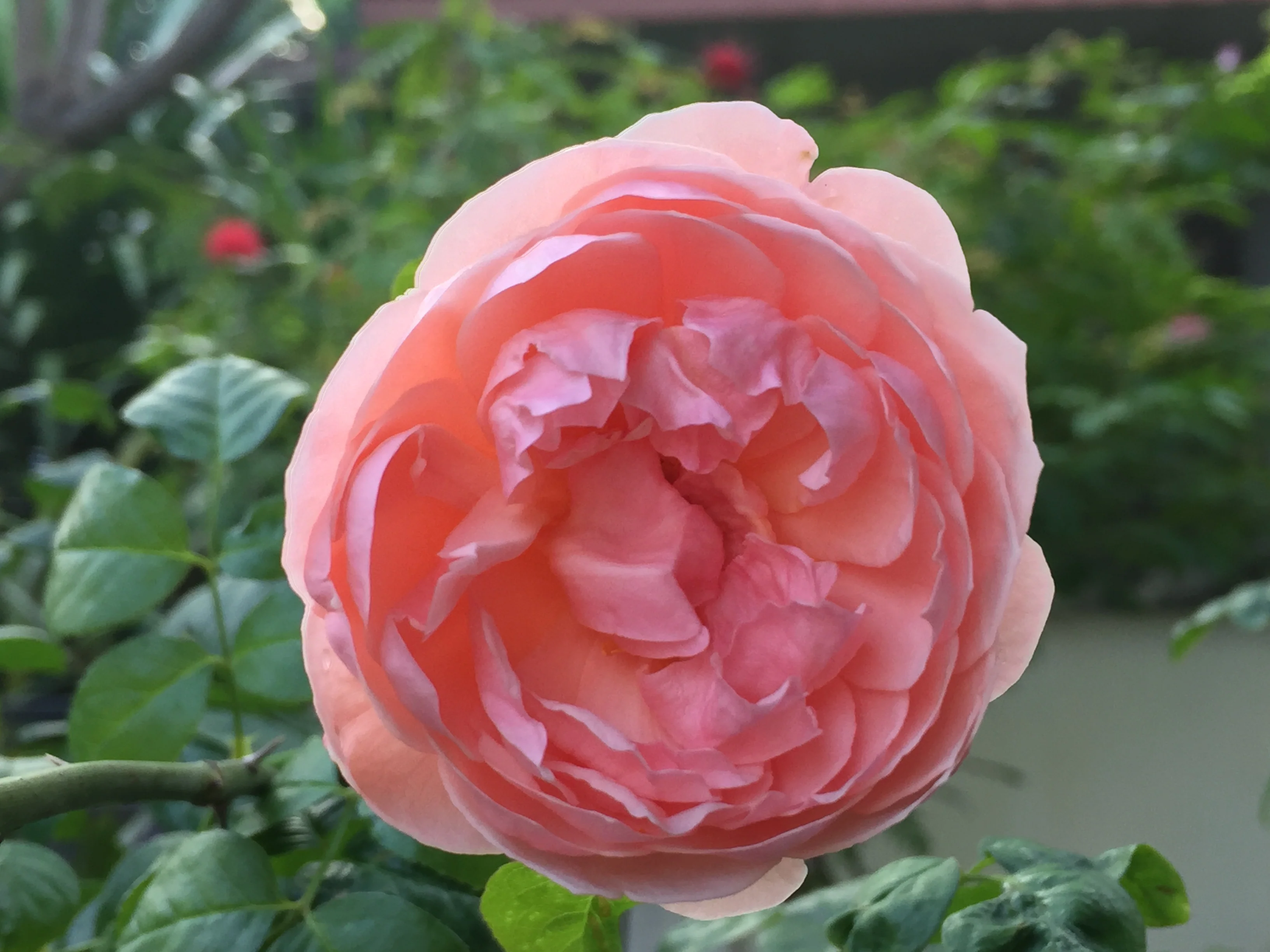 Miniature 2