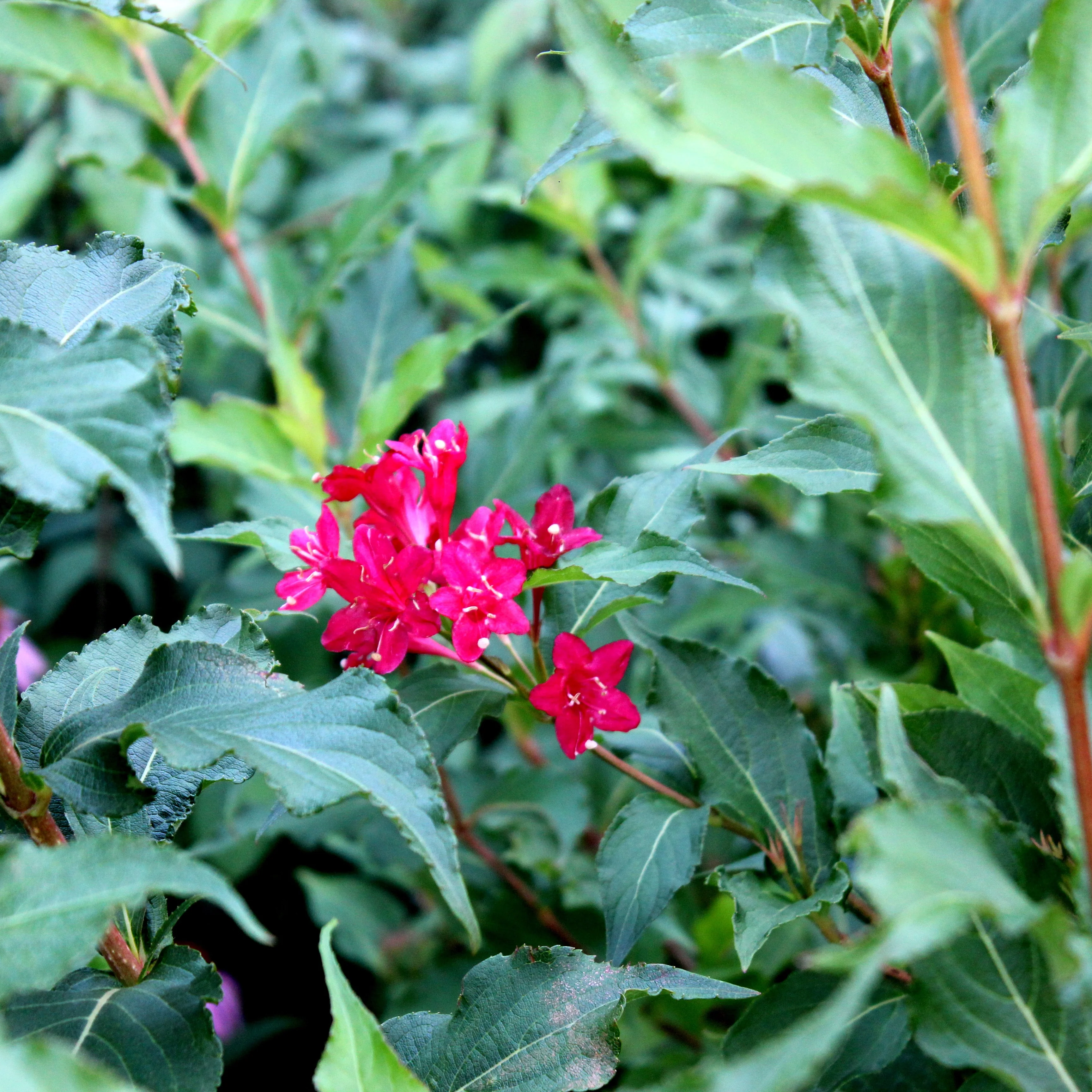 Miniature 2